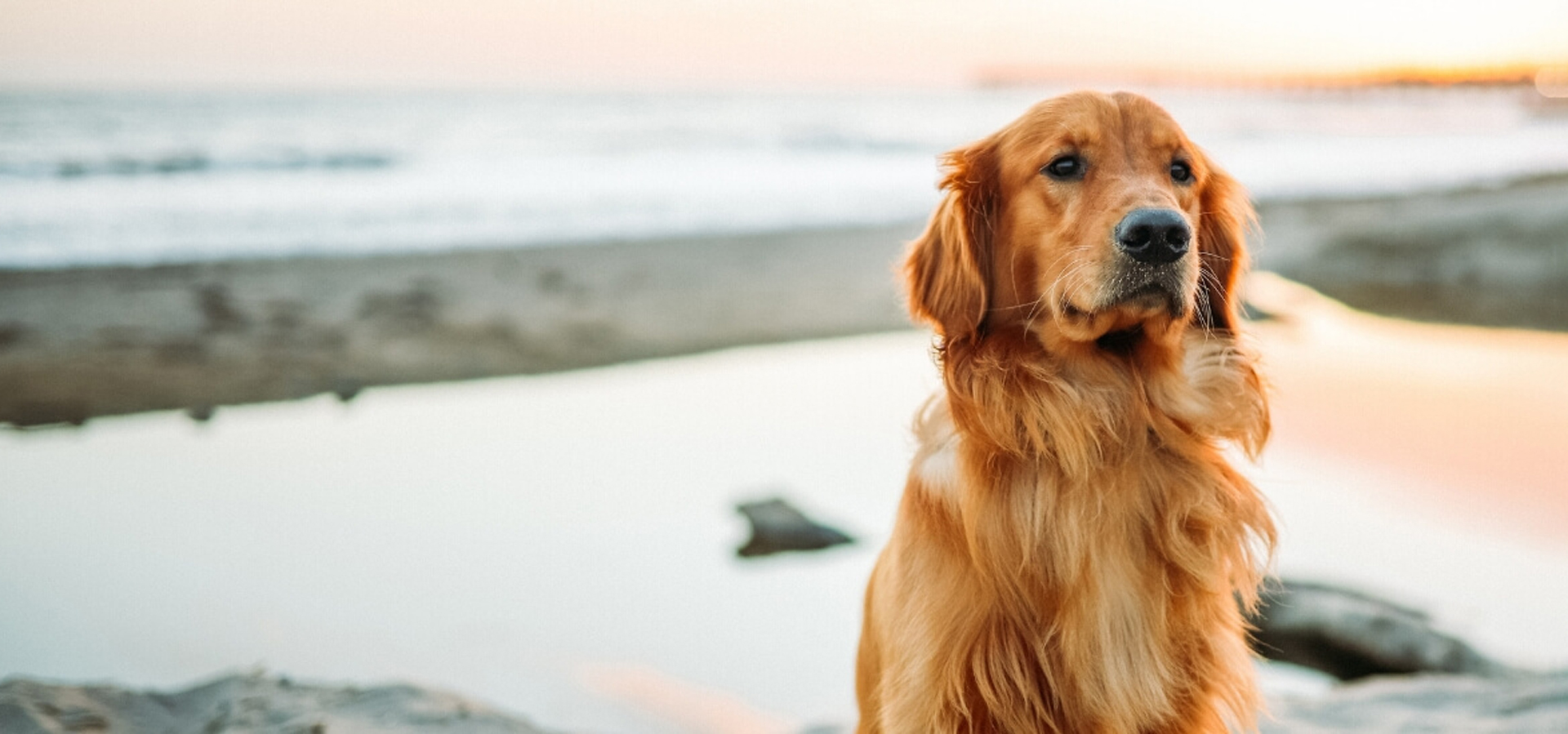 San Diego California Veterinarians