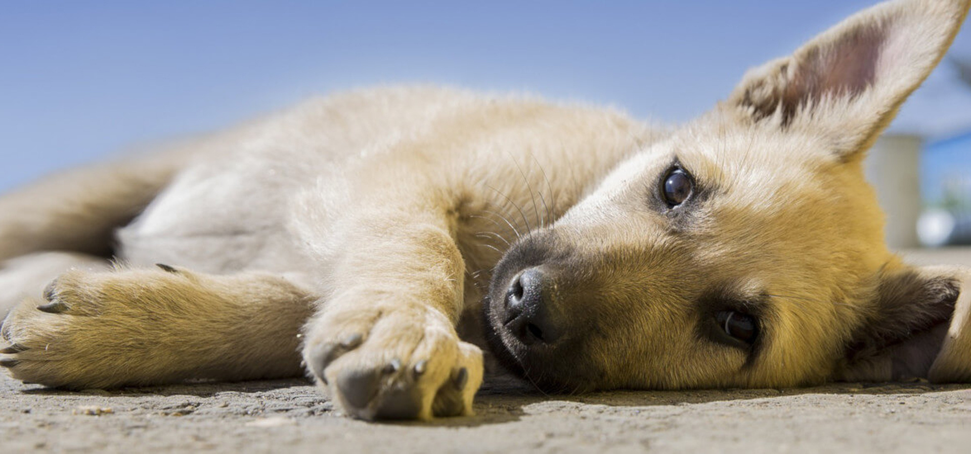 San Diego California Veterinarians
