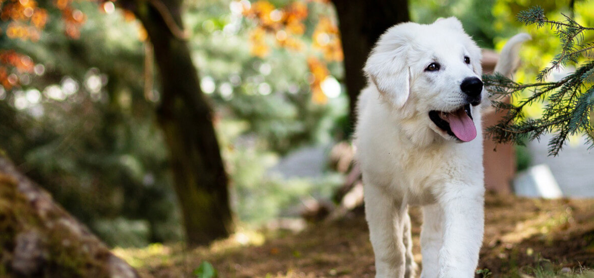 San Diego California Veterinarians