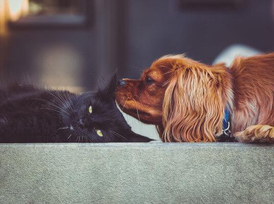 Torrey Highlands San Diego CA vet clinic hospital