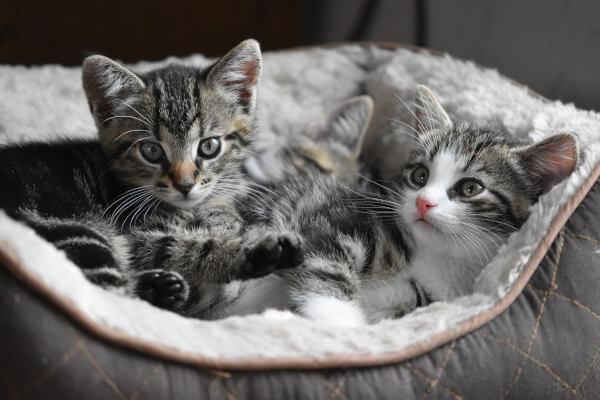 Cat Clinic Veterinarian in Torrey Highlands San Diego CA