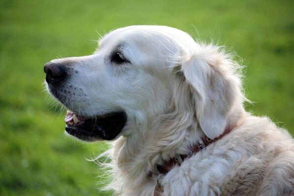 Dog Veterinary Care in Torrey Highlands San Diego CA