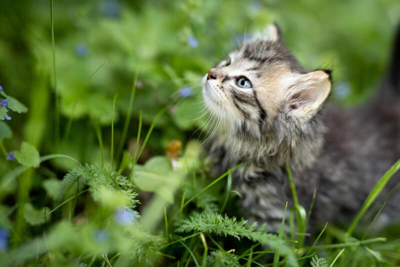 Kitten Wellness Package at THPHCC