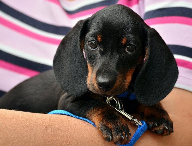Puppy Wellness Plans at THPHCC
