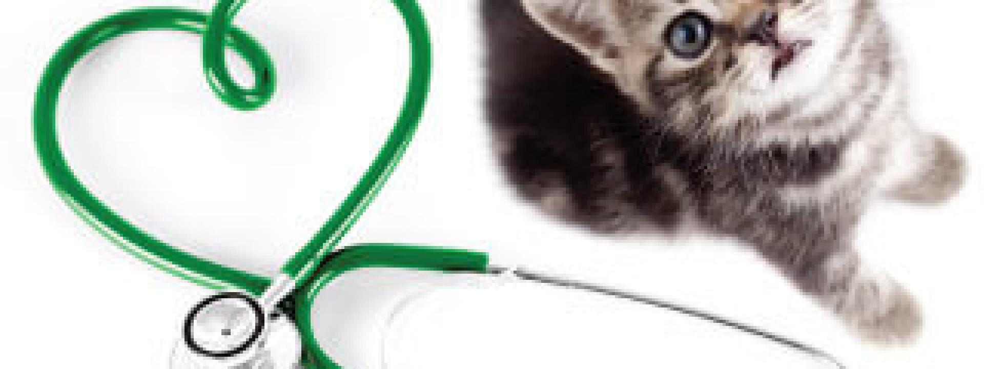 pet health