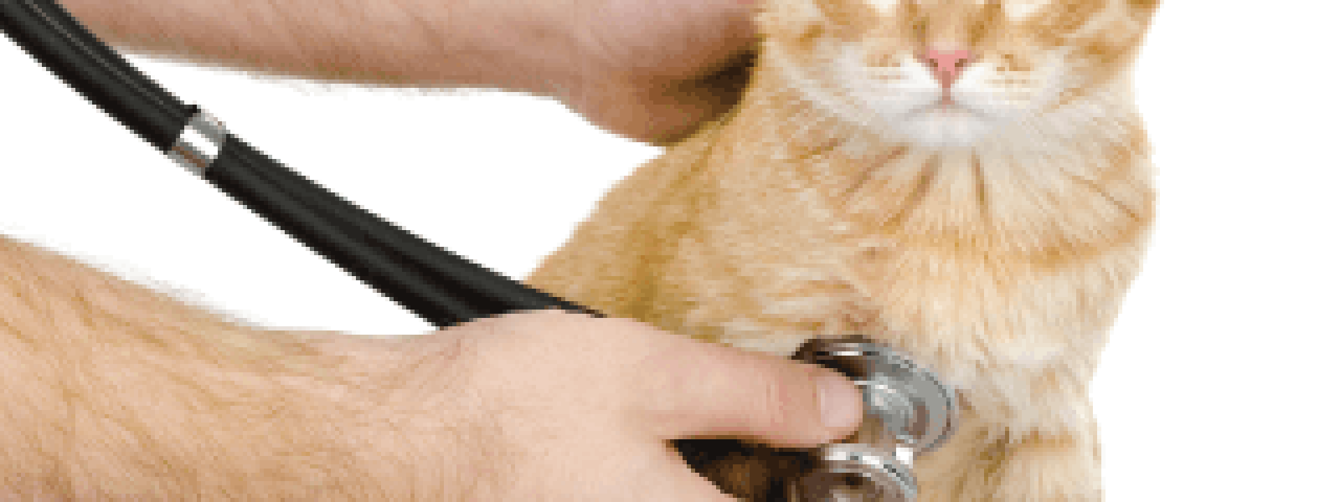 vet clinic near me