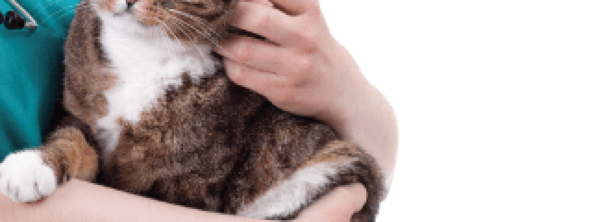 veterinary clinics near me