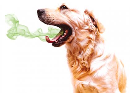 Bad Dog Breath