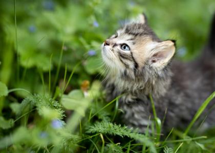 Kitten Wellness Package at THPHCC